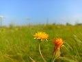 Hieracium, known by the common nameÃÂ hawkweed and classically asÃÂ hierakio Royalty Free Stock Photo